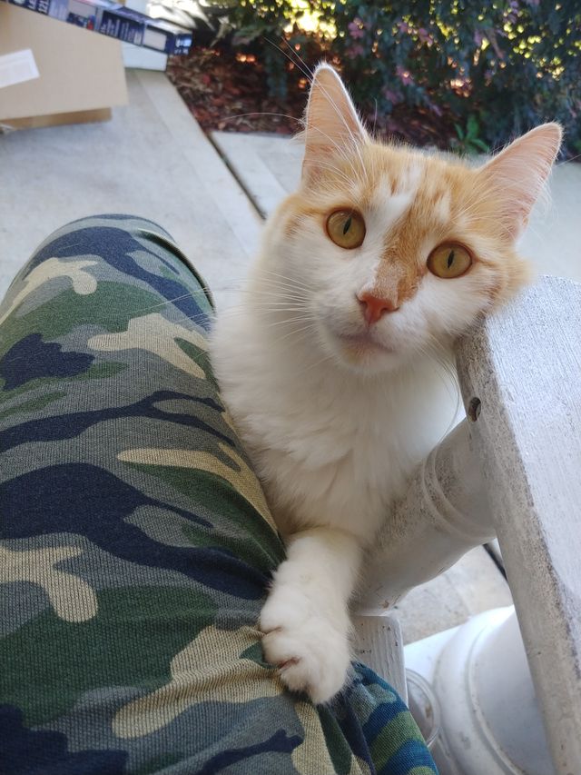 cat