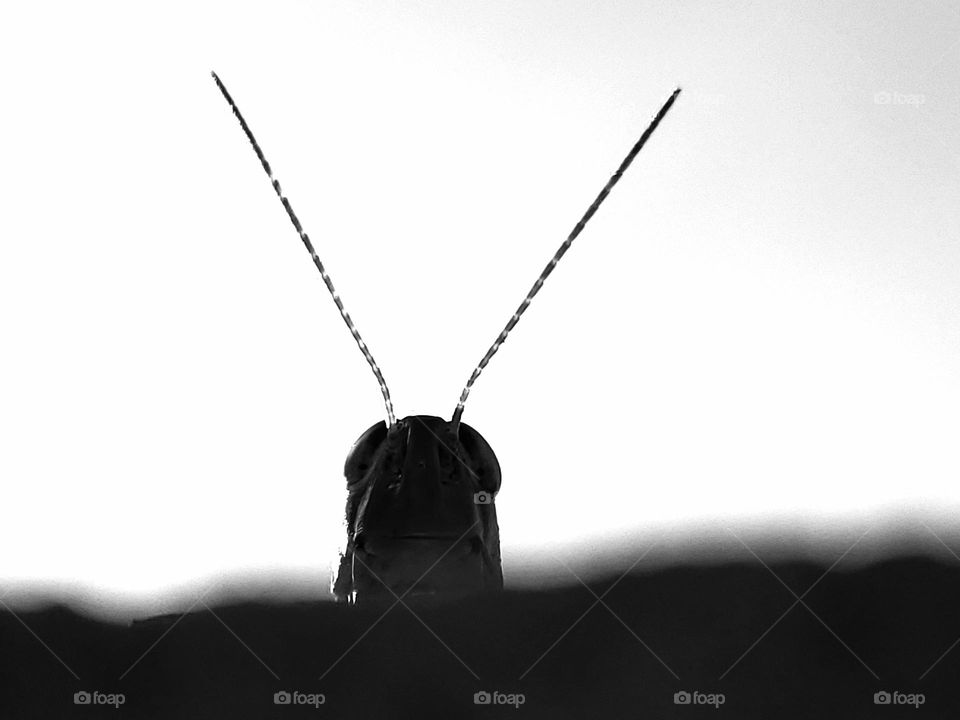 Silhouette of a grasshopper