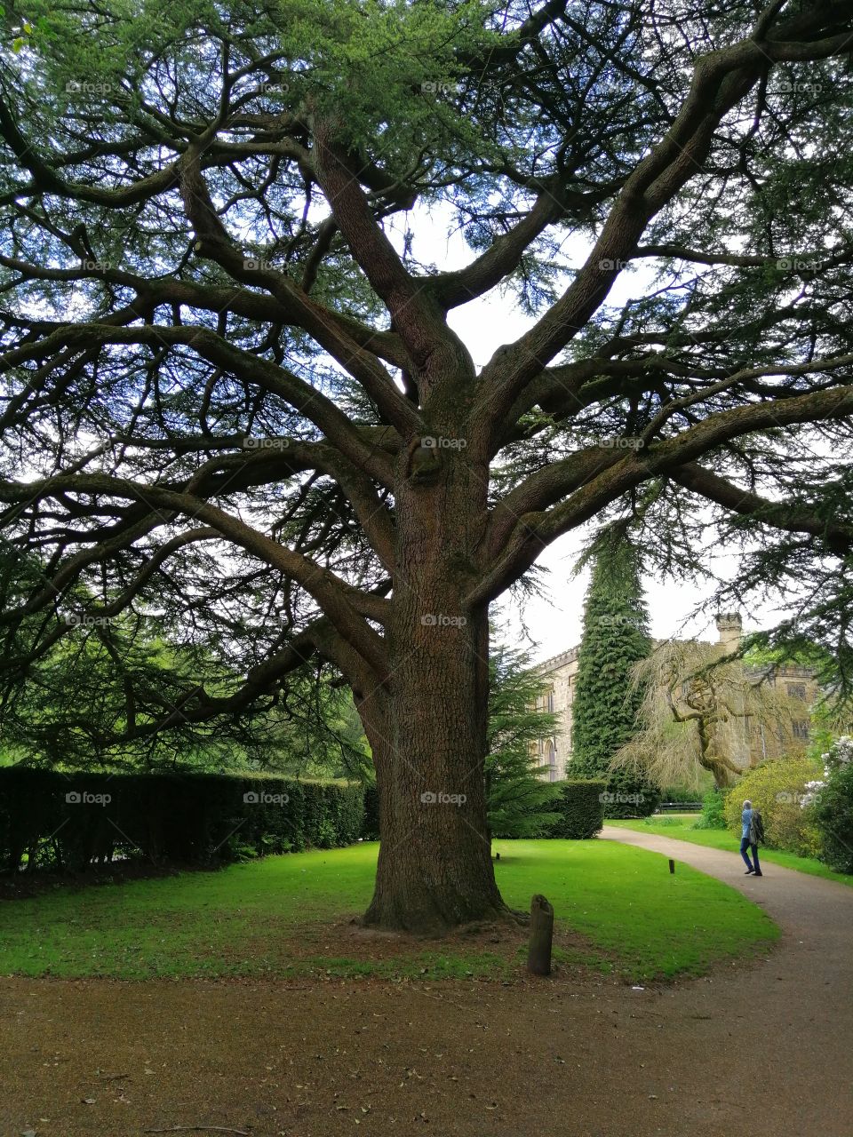 Big Tree At Townley Park Burnley Lancashire
