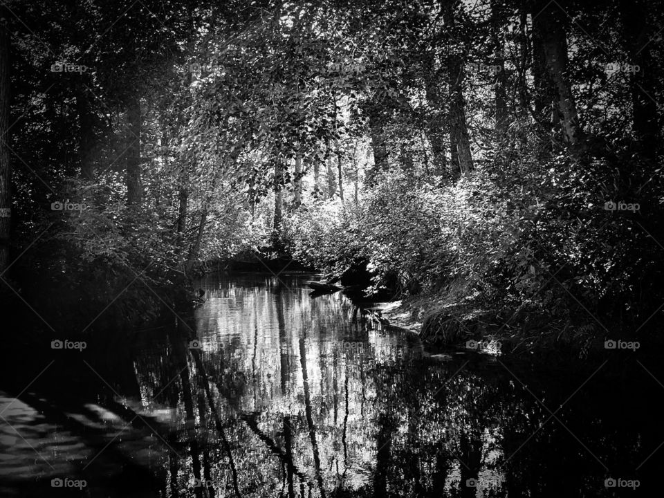 Pine Barrens Mullica River - Black and White