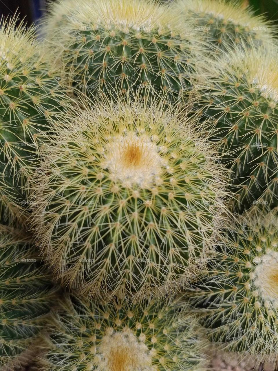 Cactus