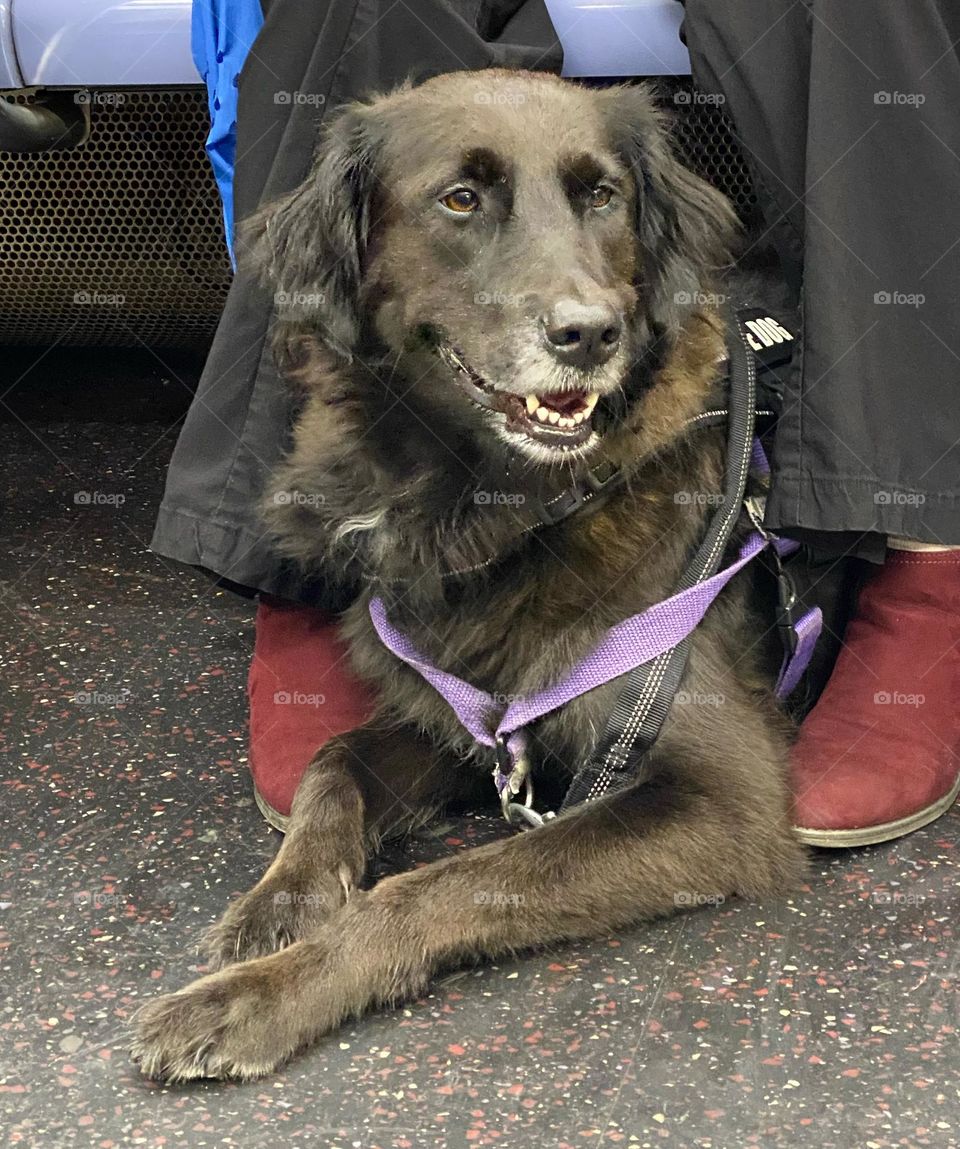 A service dog on a New York City subway car