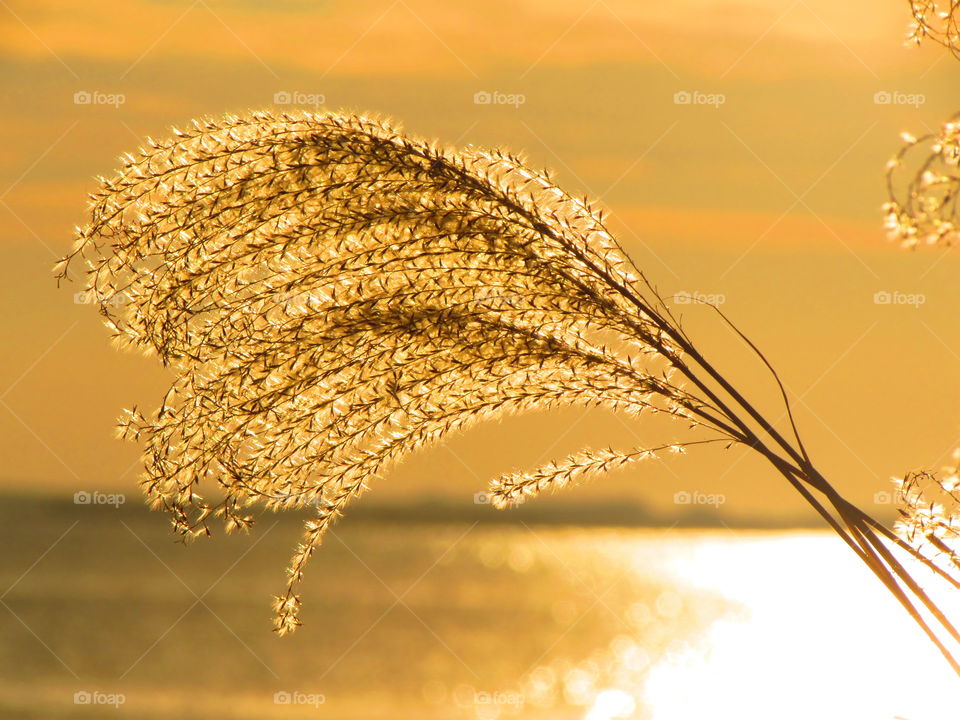 Sun, Sunset, Gold, Nature, Sky