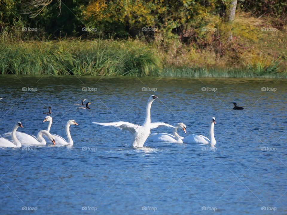 Swans on lake