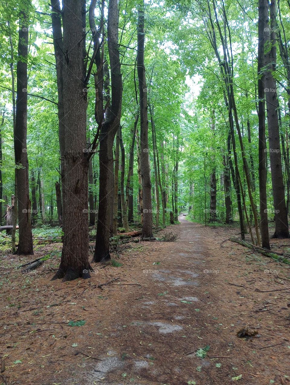 Wooded Pathway