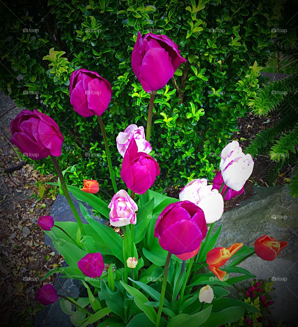 Spring Tulips 🌷 