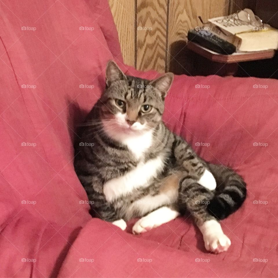 Cat sitting like a human