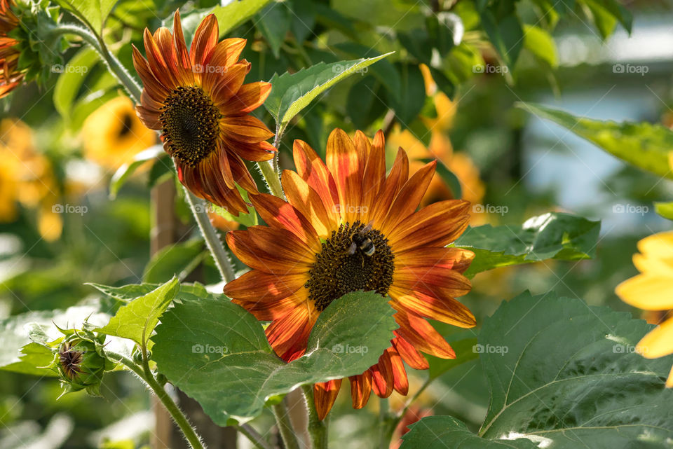 sunflowers bees and bumblebees