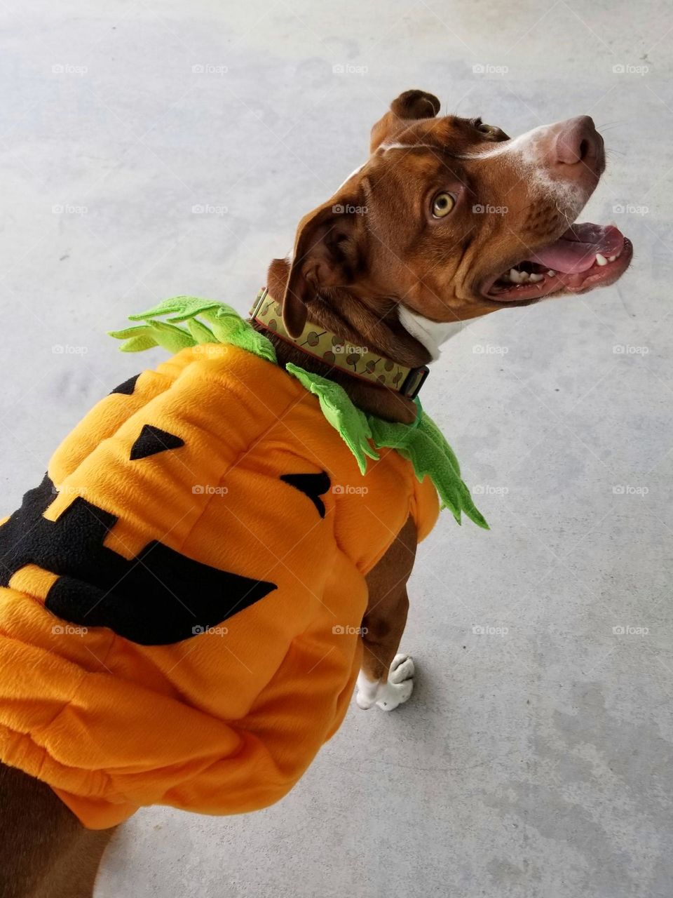 Pupkin 🎃 Happy Dog Dressed as a Pumpkin