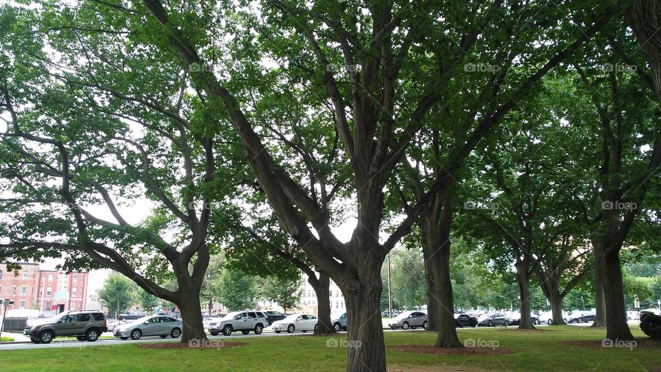 Tree, Landscape, Park, Environment, Wood