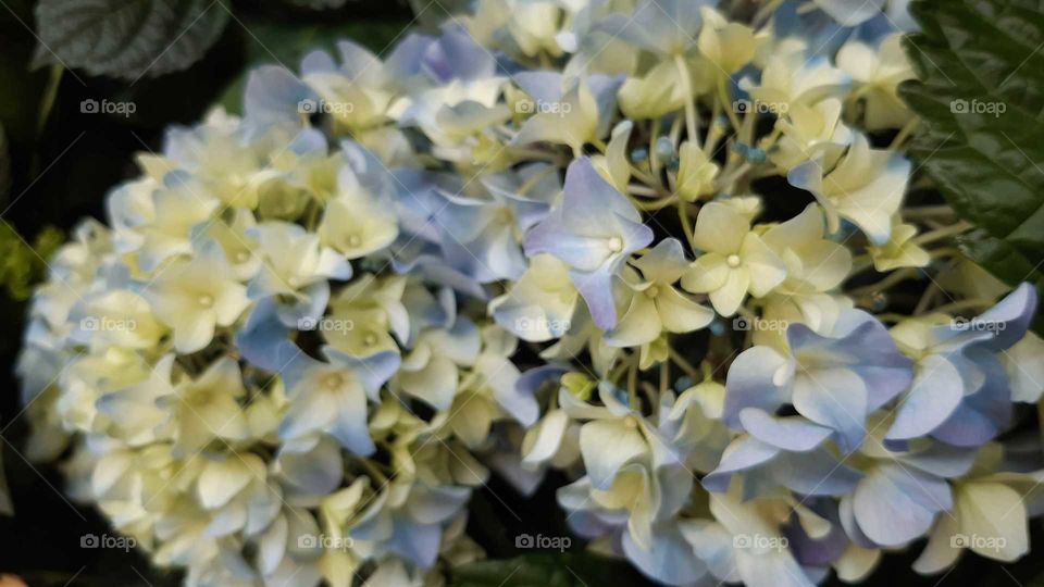 Flower, Nature, No Person, Flora, Leaf