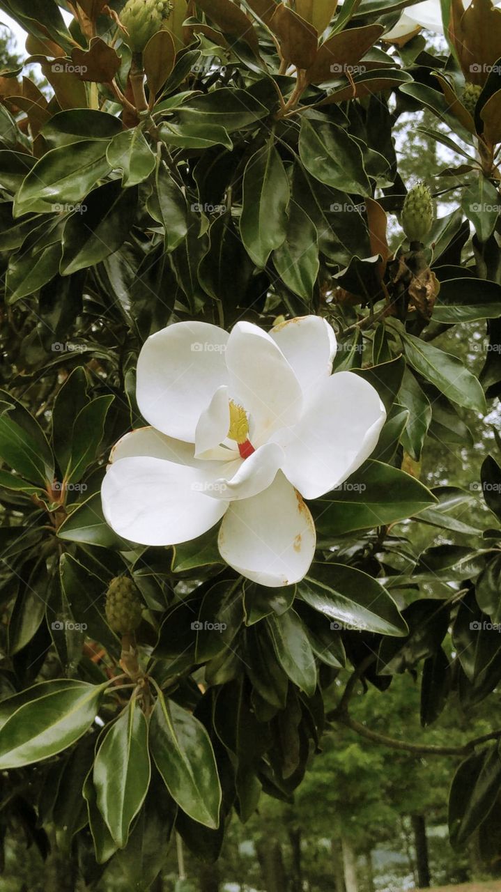 Magnolia