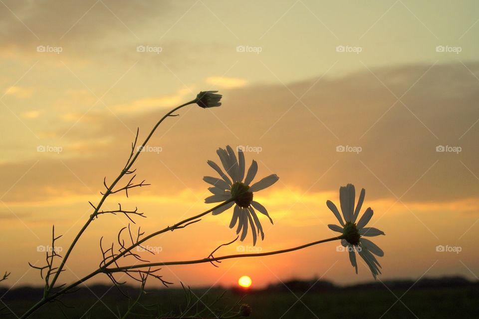Flower in the evening. Sun goes down. Oransje/yellow sun. Grey skyes, red, oransje, red colors. 