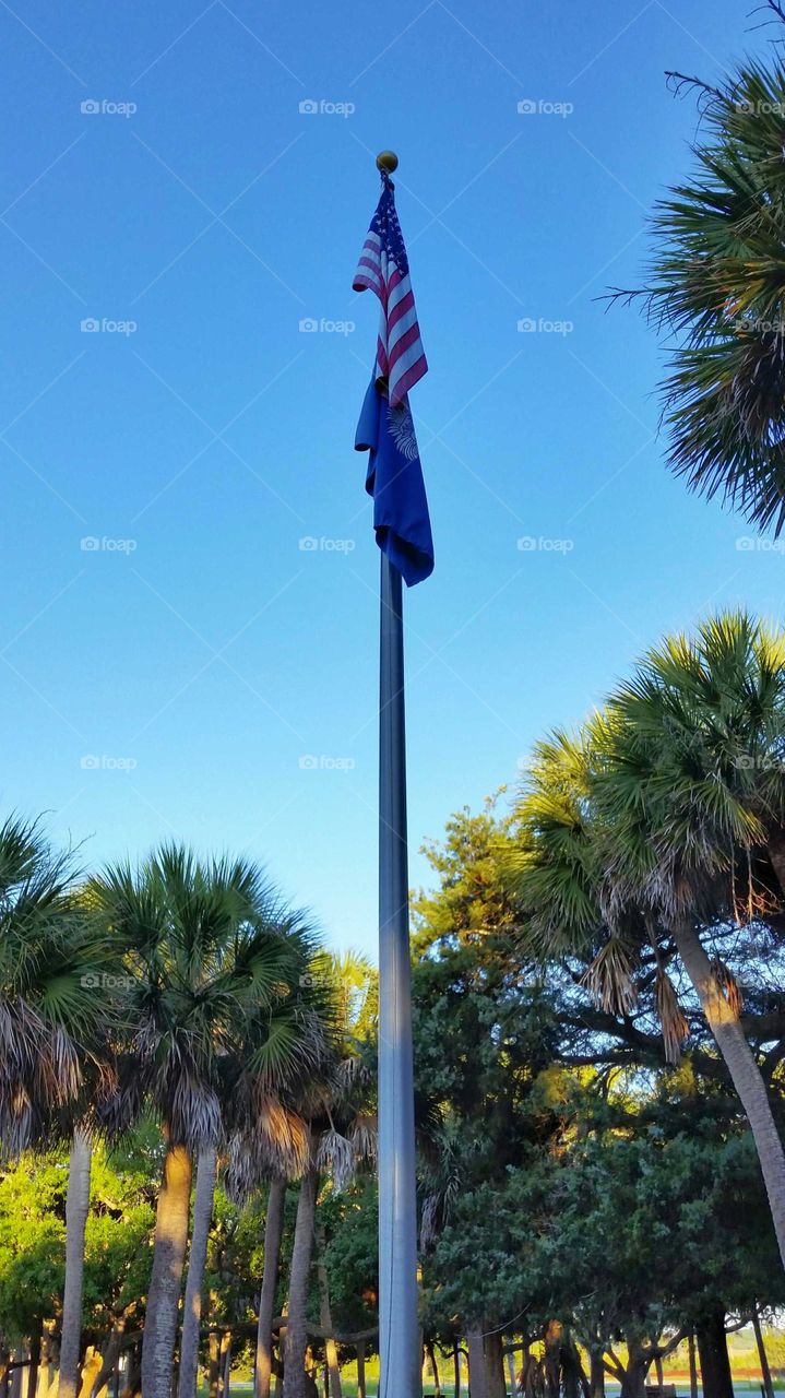 Flags Among Palmettos