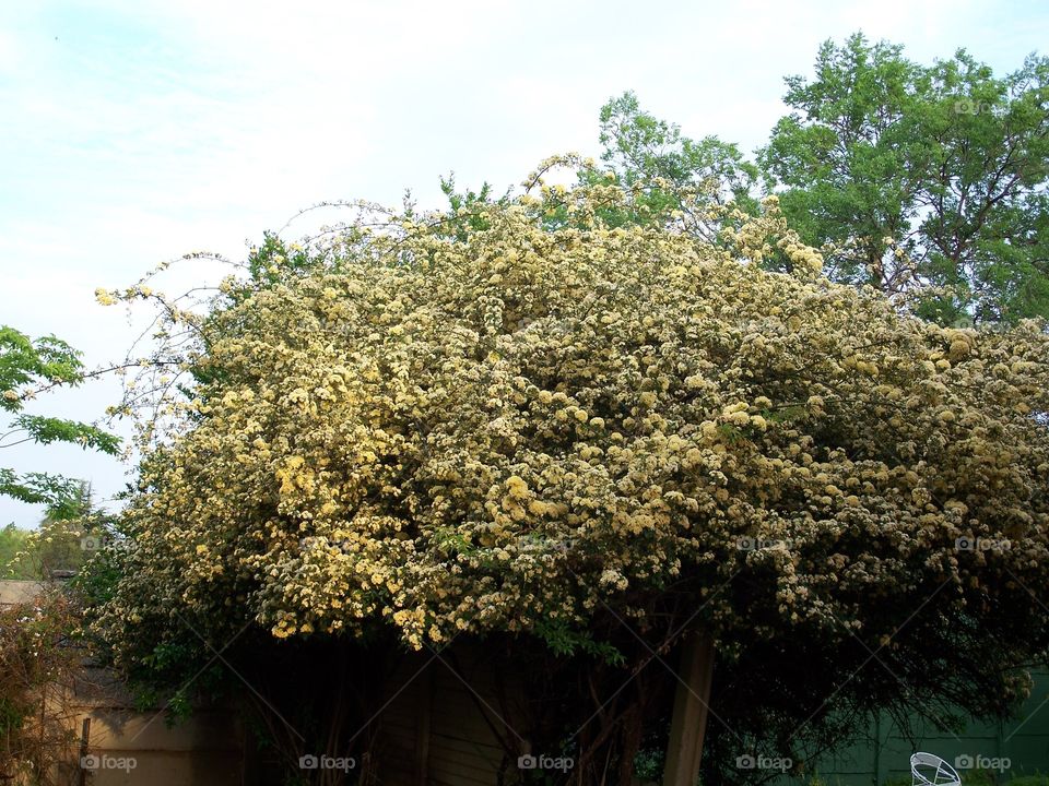Yellow flower bush 