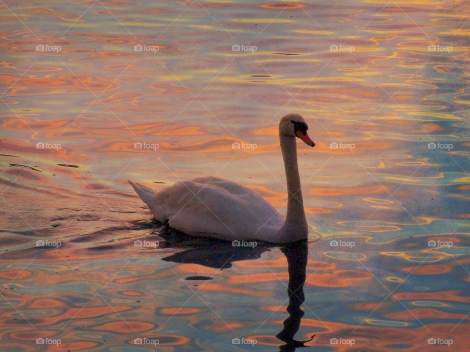 Swan swimming in lake