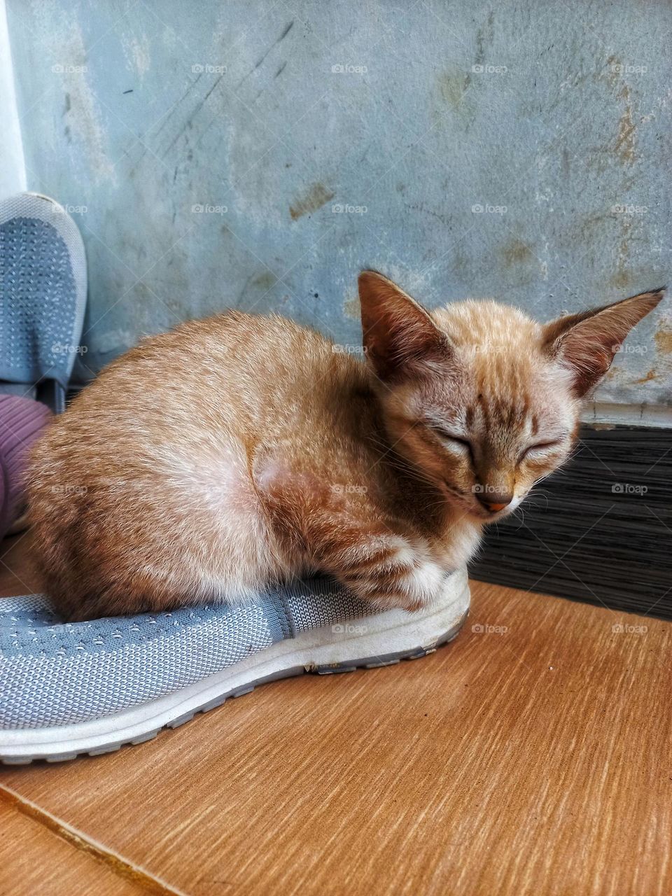 Cute kitten is sitting on a shoe