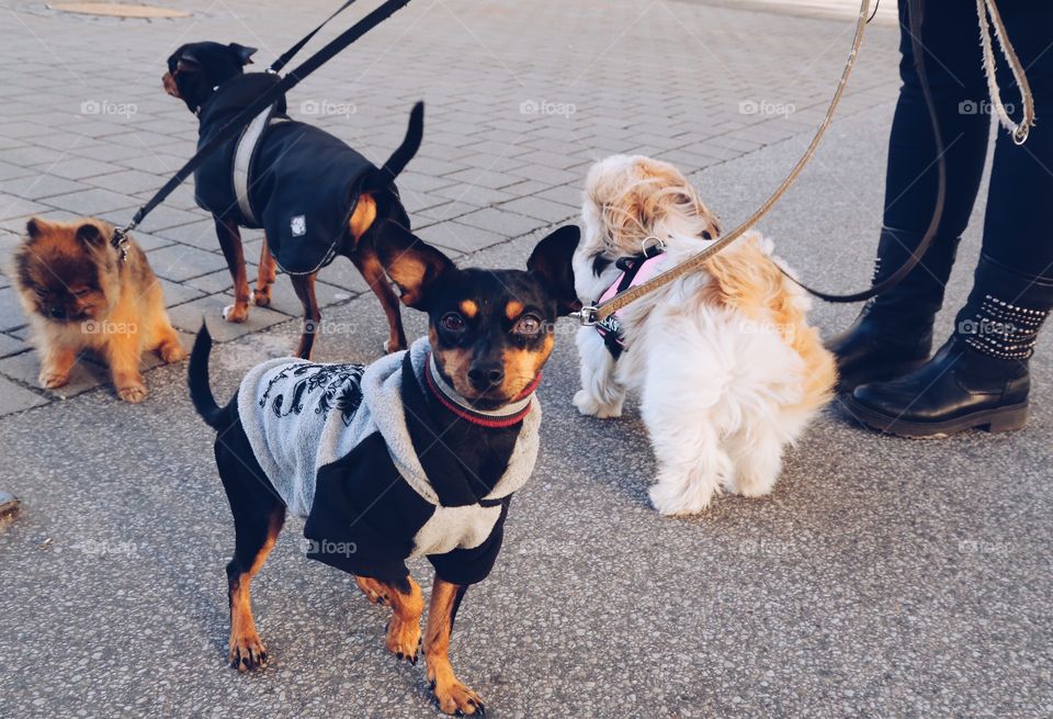 Small dogs on a walk 