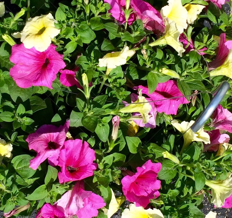 Pink Petunias 