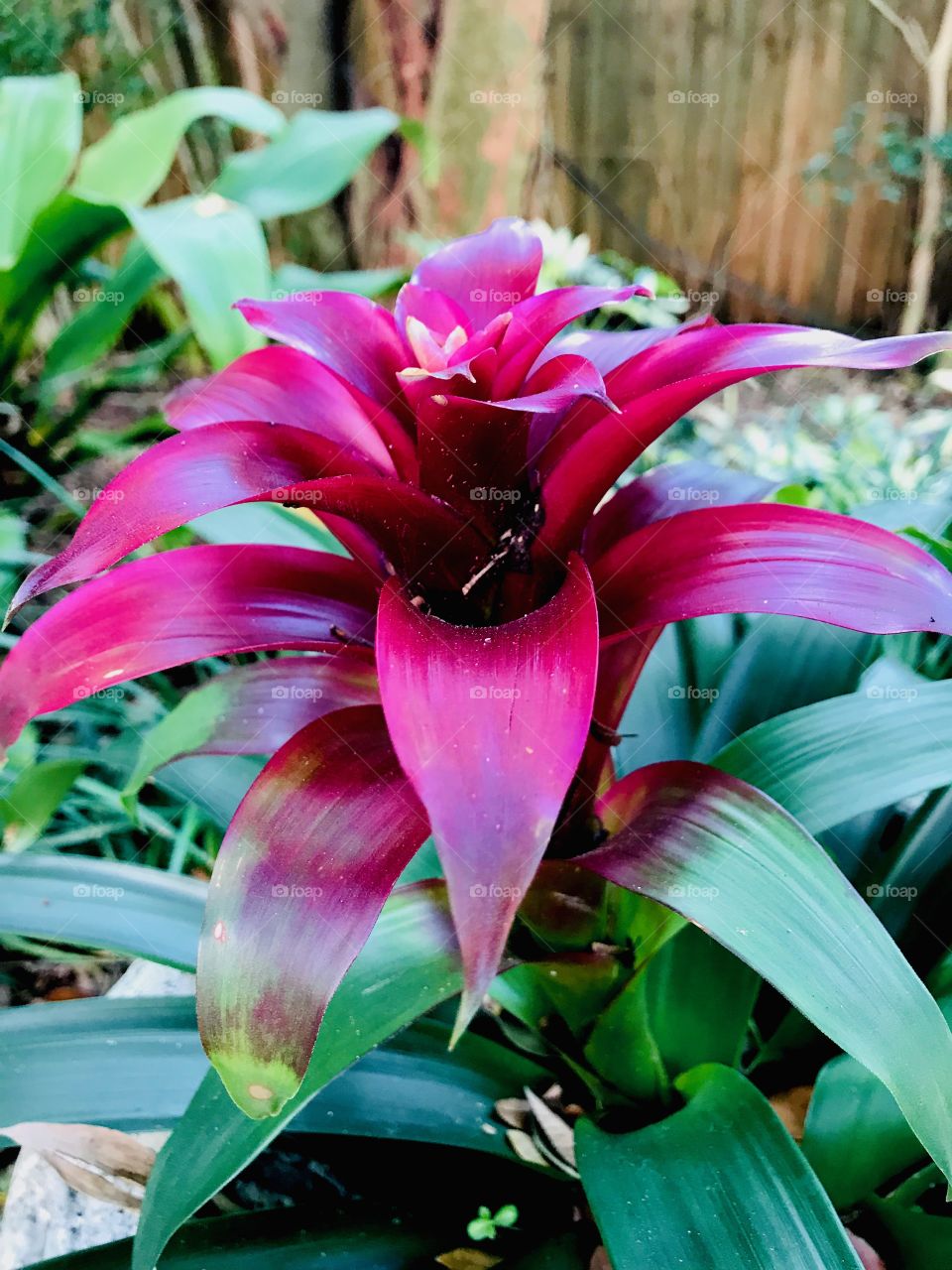 Exotic red flowers 