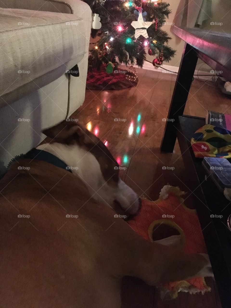 Beautiful rescue dog playing with his toy