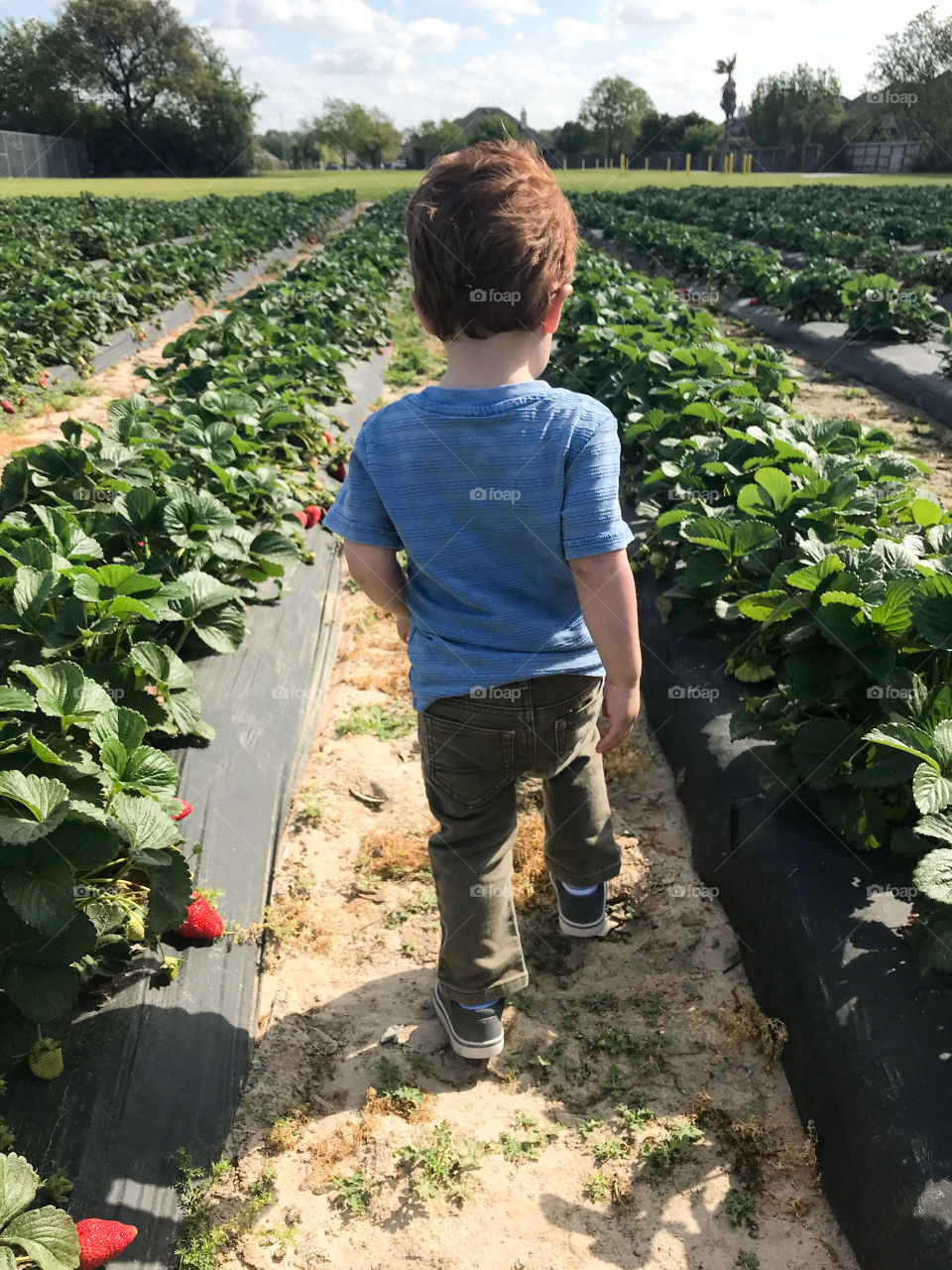 Walking at the farm 