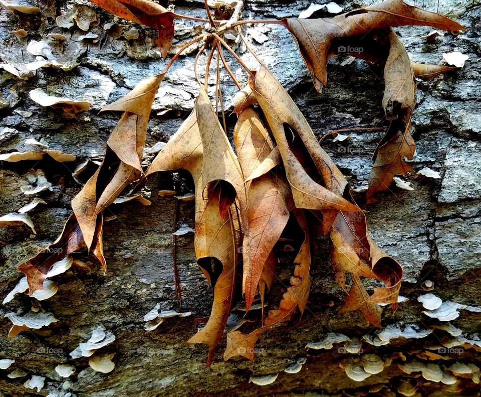 cycle.  leaves and fallen tree covered in fungi.