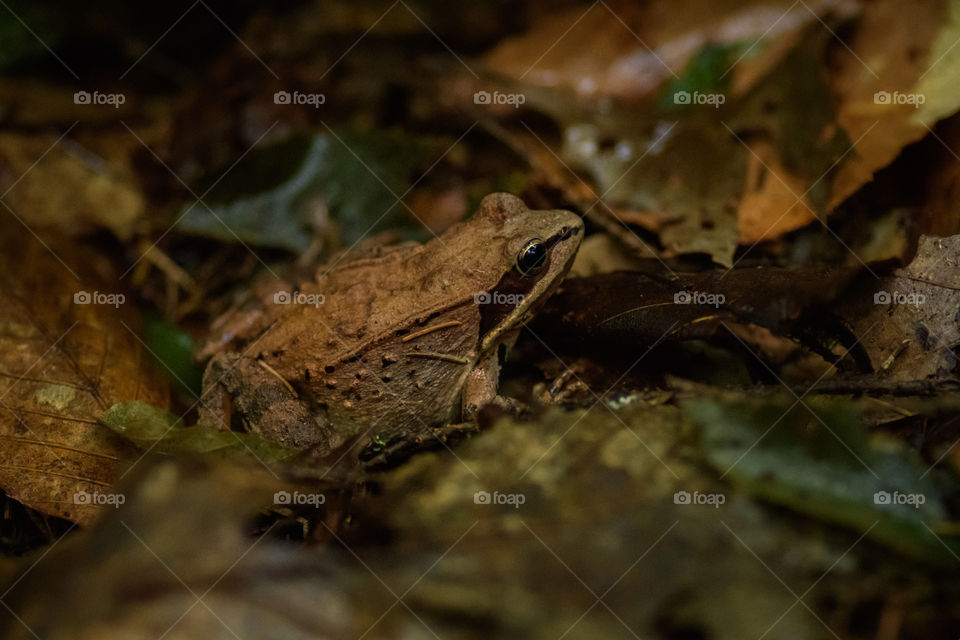 A slight step closer to this wonderful toad that relaxed in a calm manner as i took some macro shots of it. 