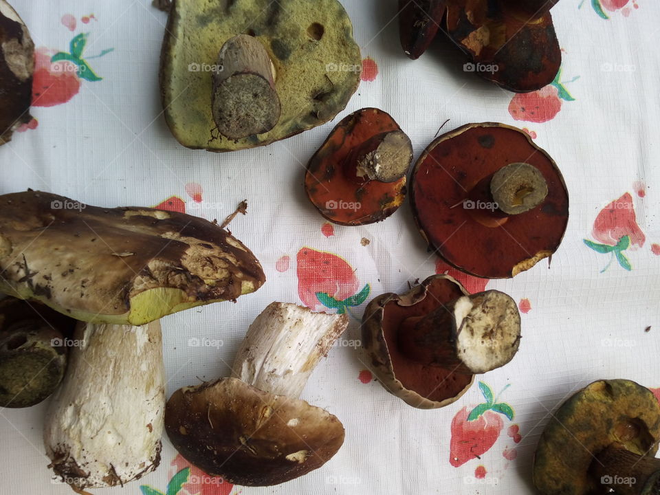 Mushrooms of the Black Forest