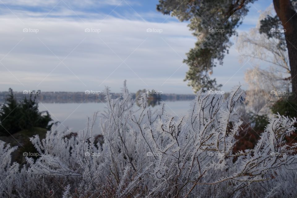 Frost covered winter plants