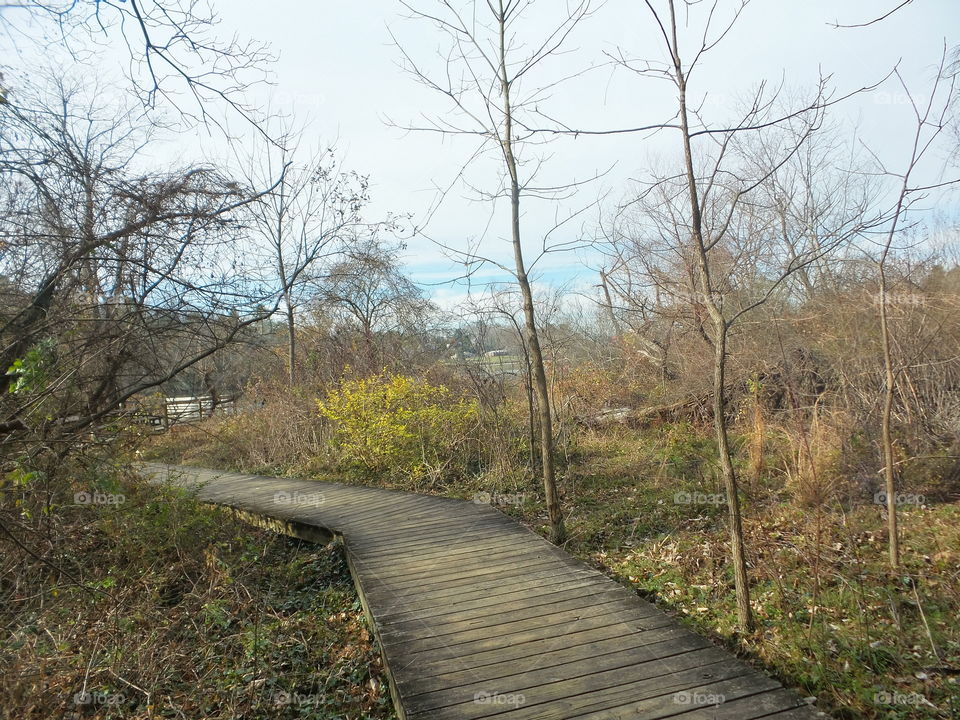Wooden path at lake