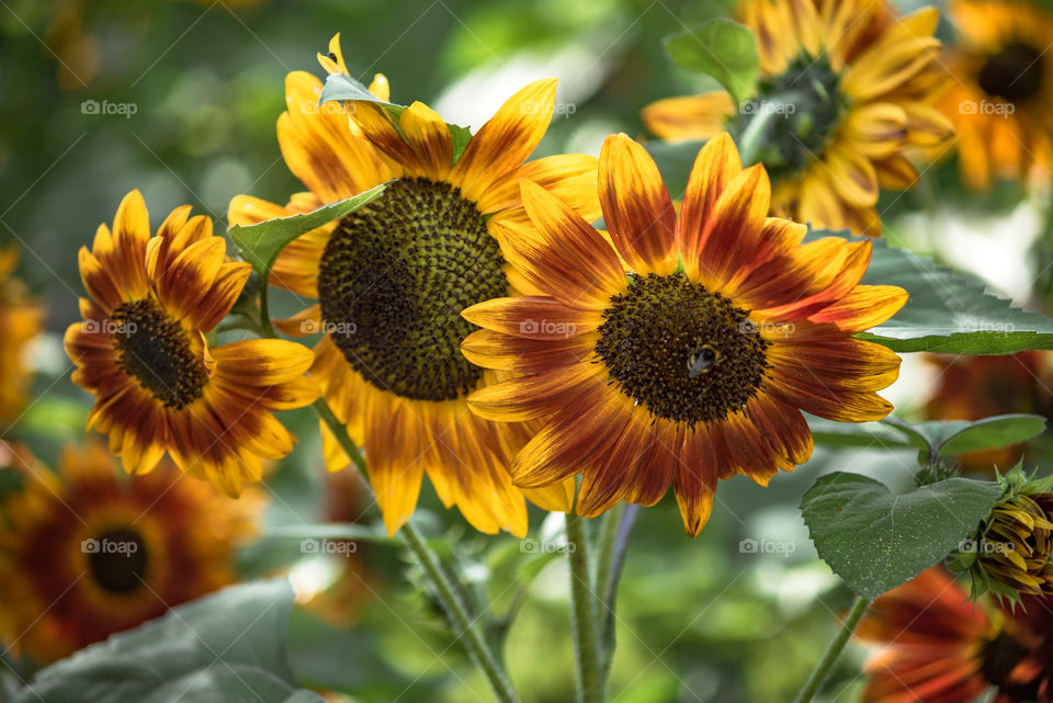 sunflowers bees and bumblebees