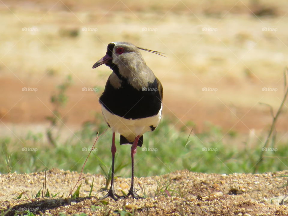 Sou o dom do pedaço