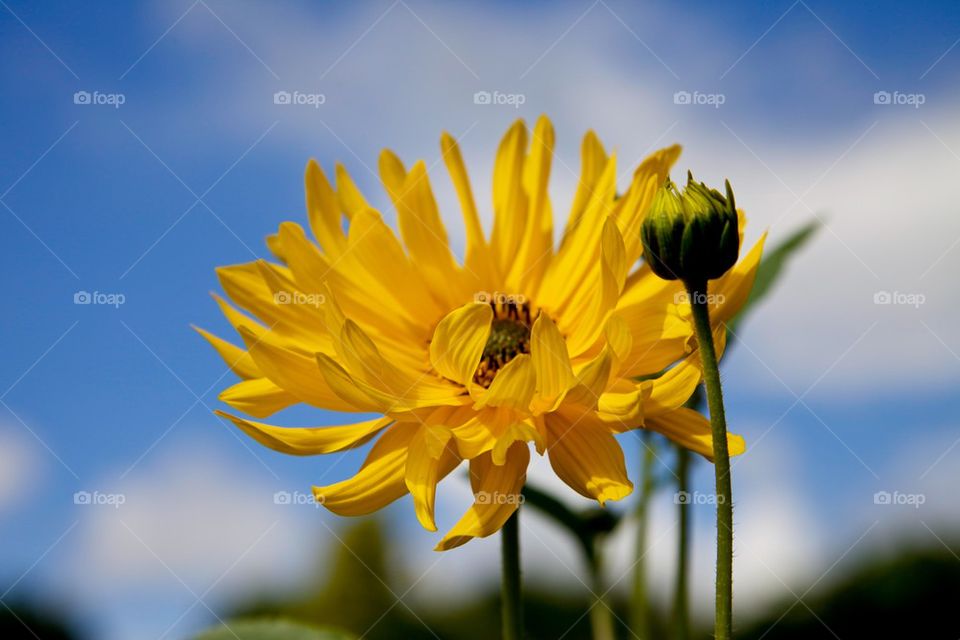 Yellow flower