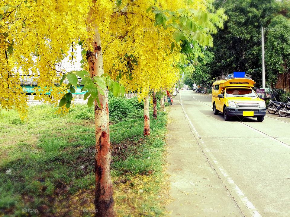 Beautiful yellow flowers blooming in Spring season.