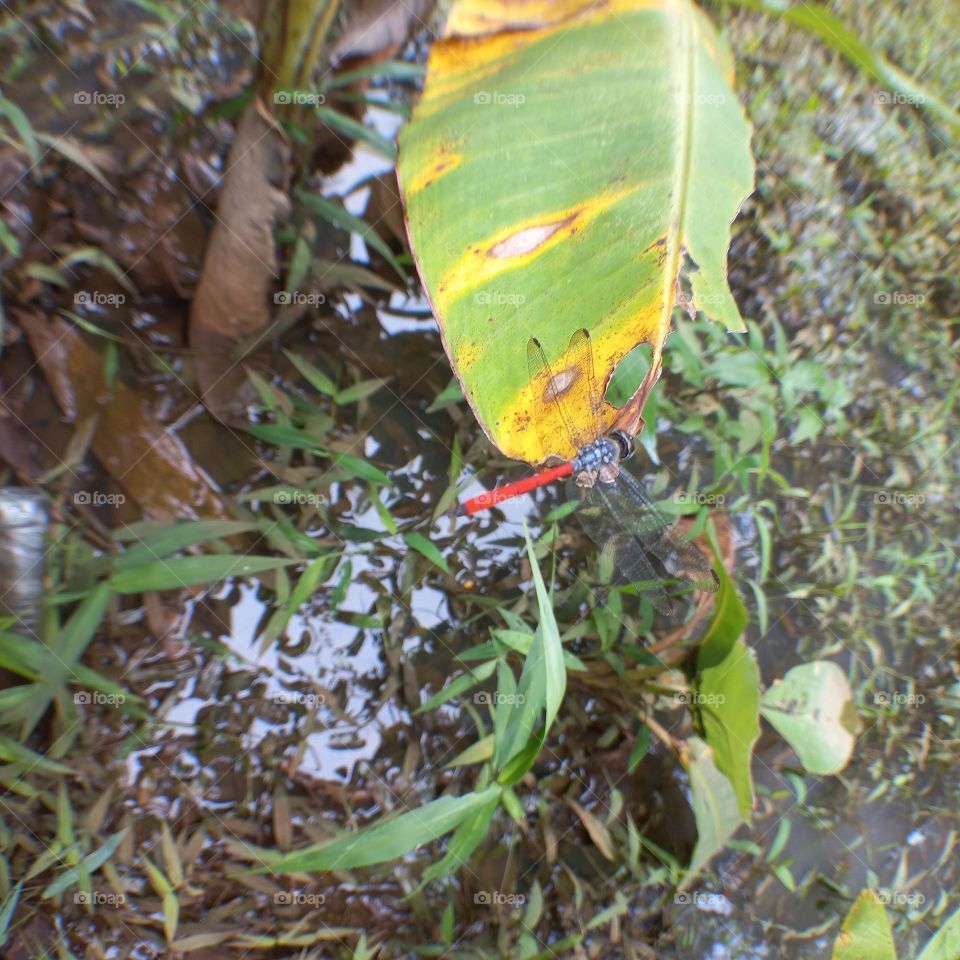 Dragonfly with a red tail perched on a leaf