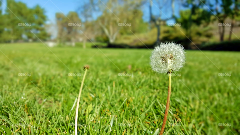 Dandelion in spring