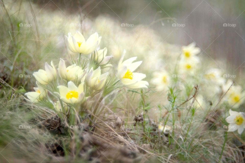 snowdrops