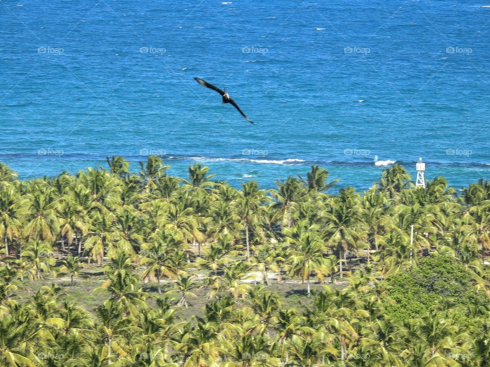 Bird at horizon