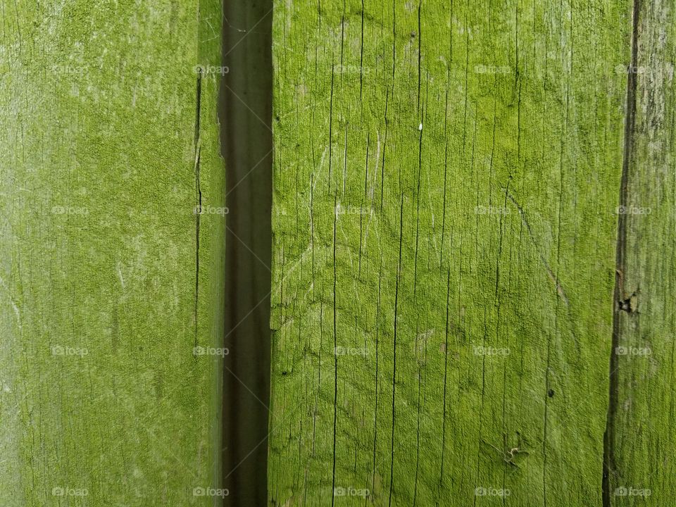Green  Moss on wood