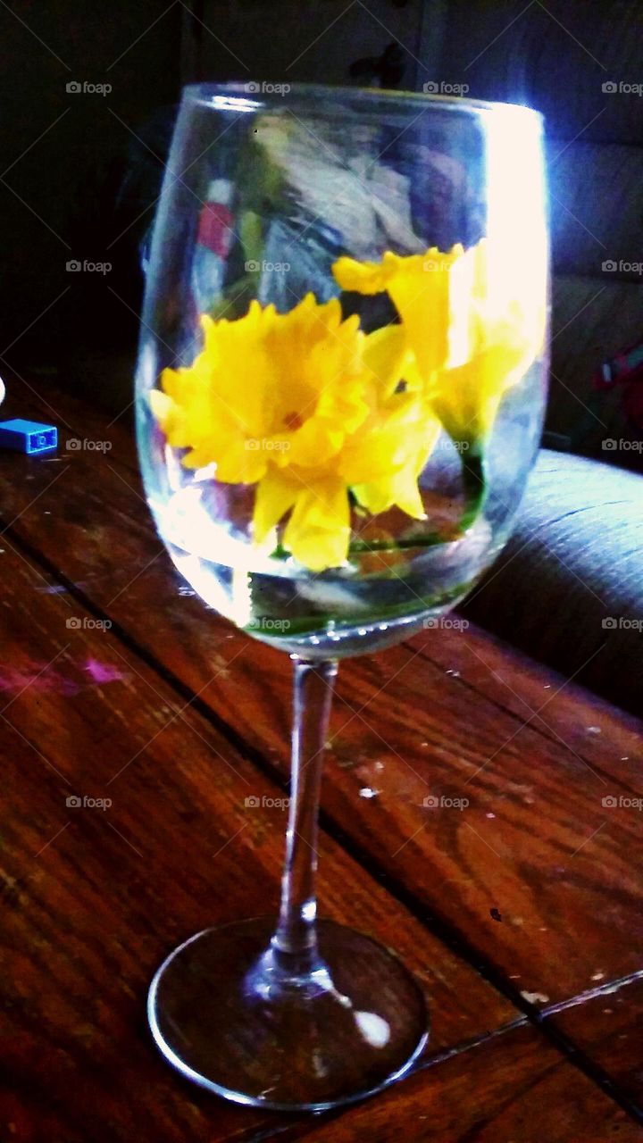 Captured luminous yellow daffodils inside water filled wine glass