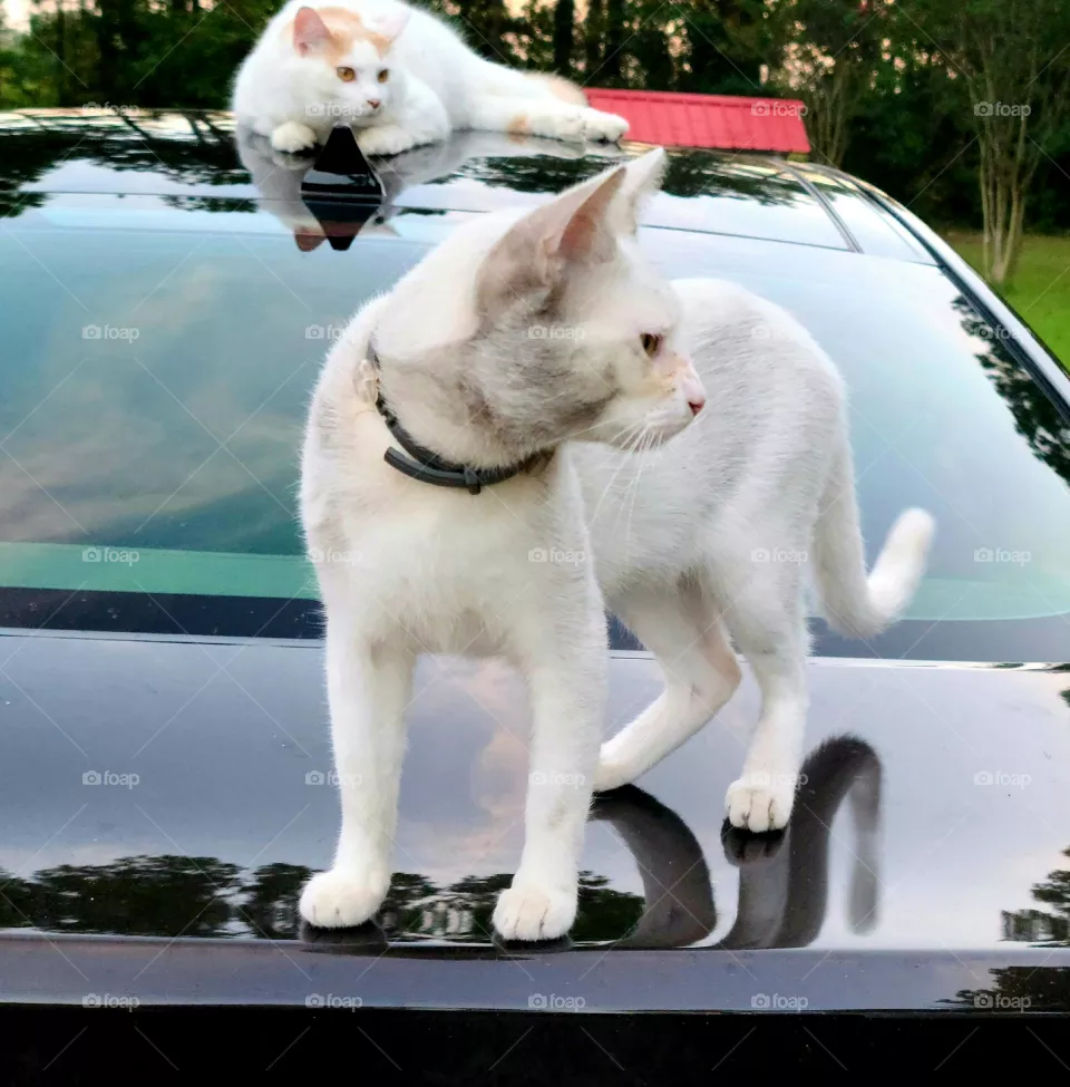 Cat Reflections