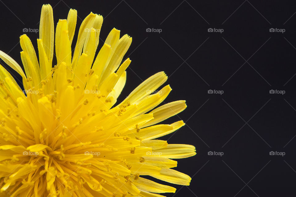 Dandelion