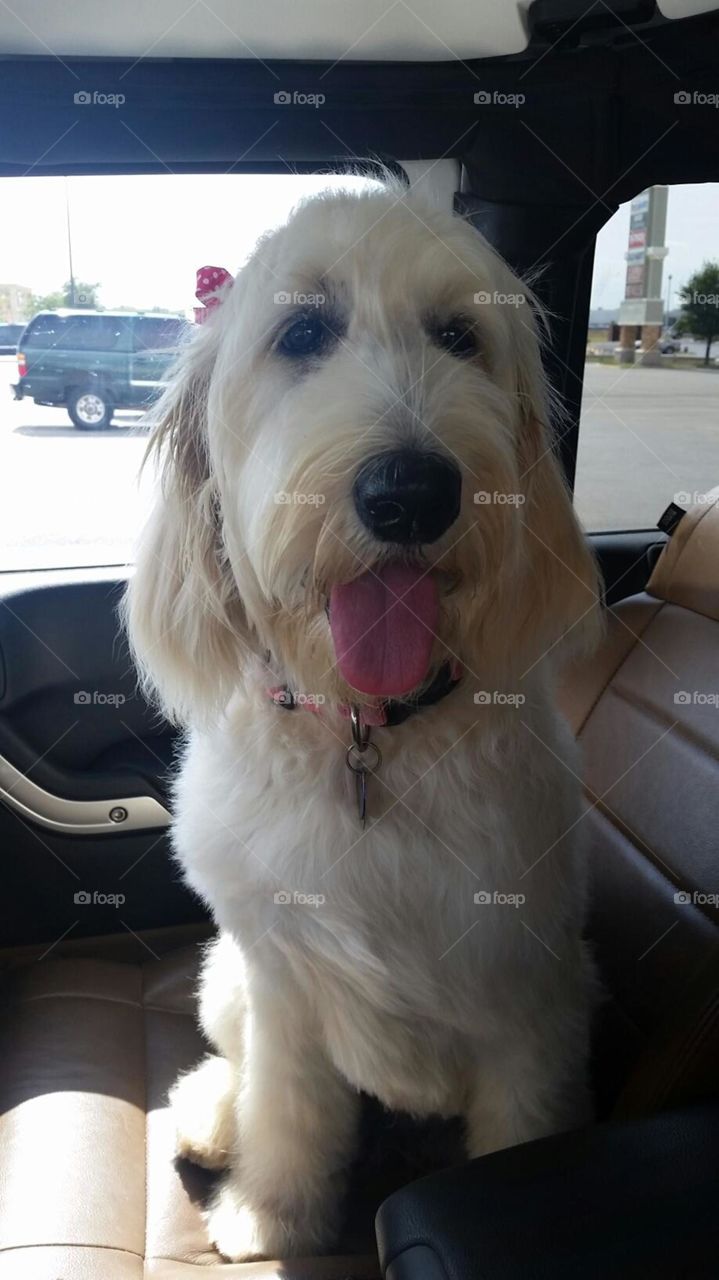 Rizzo. My golden doodle