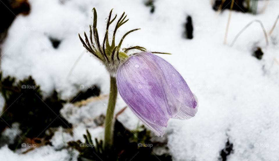 A wild Cutleaf Anemone, one of the first spring flowers to bloom in Spring in the lower montane zones of Canada Rocky Mountains thus taken near Banff Alberta Canada 