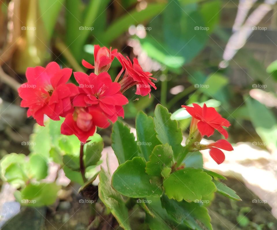 Florist Kalanchoe, plant