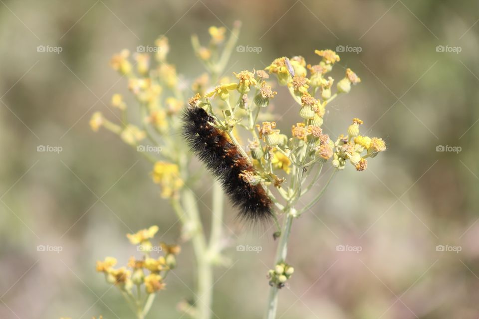 Caterpillar on yellow flowers 