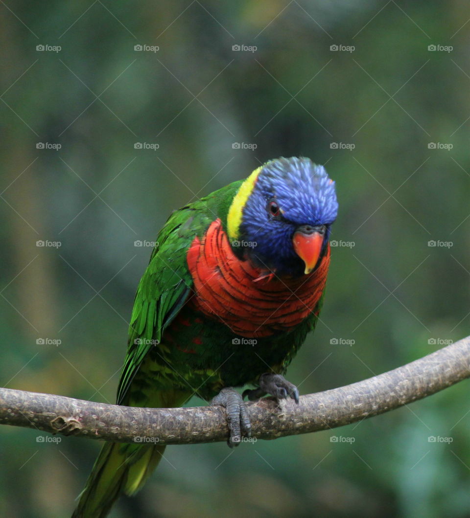 Pa

Colorful. parrot