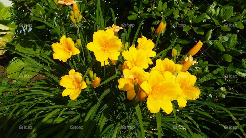 flower power summer time