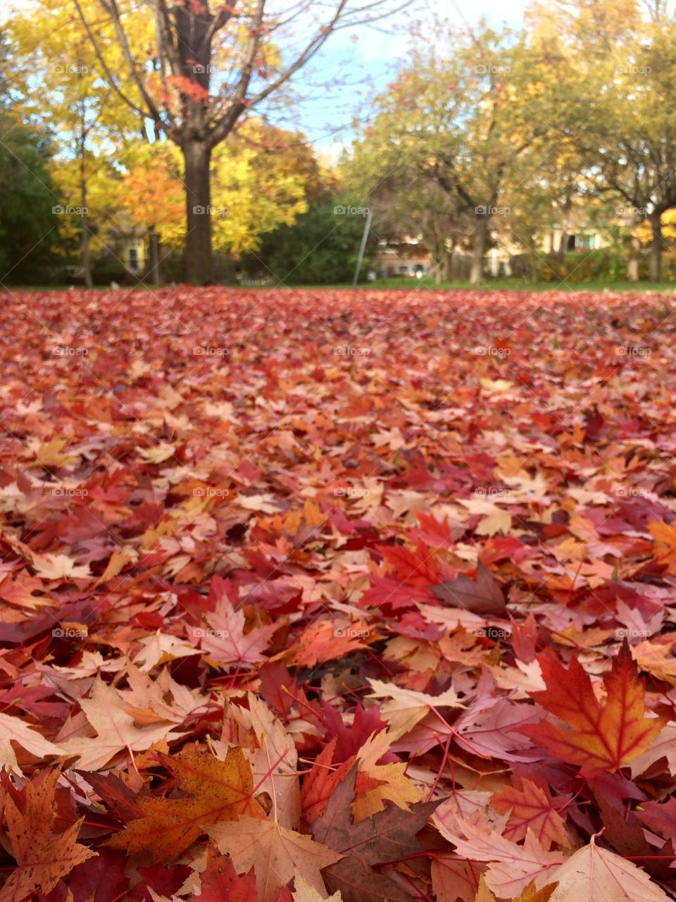 Beautiful Autumn Toronto 